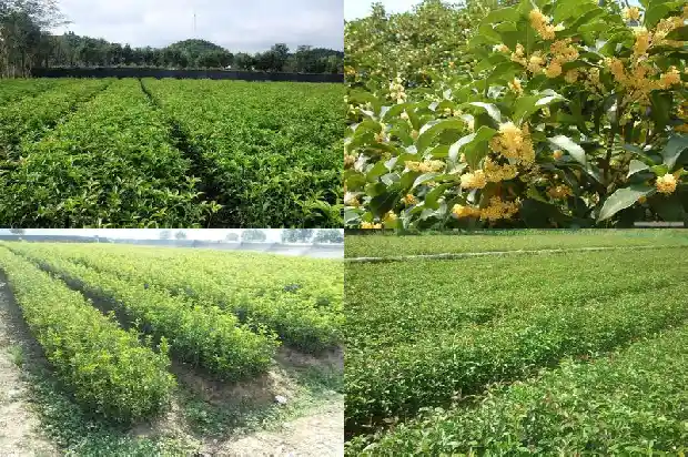 每年十月开花的桂花树品种是什么样的1690763582601