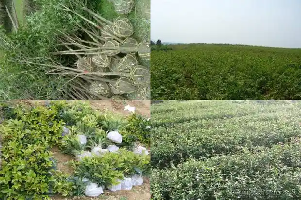 桂花树叶的面积怎么计算出来1686012863678