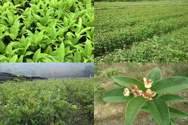 桂花叶面积测定实验报告1686012875784