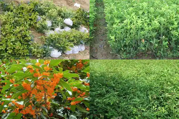桂花叶面积测定实验报告1686012875830