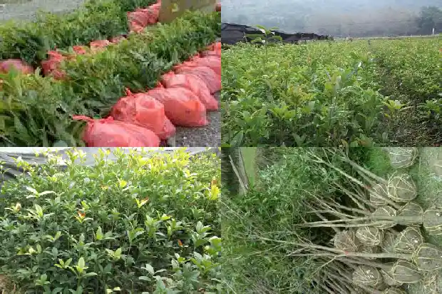 桂花叶面积测定实验报告1686012875877