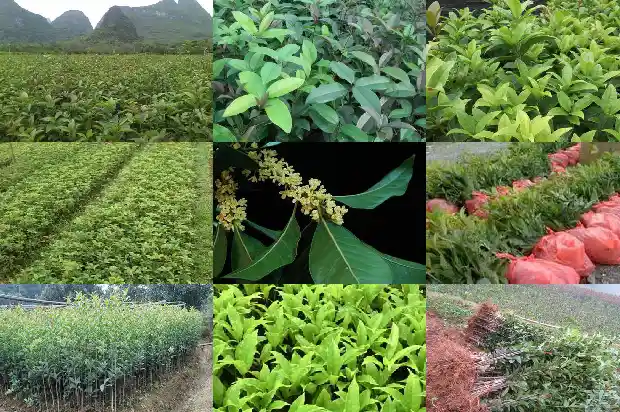 桂花树平面1686012895077