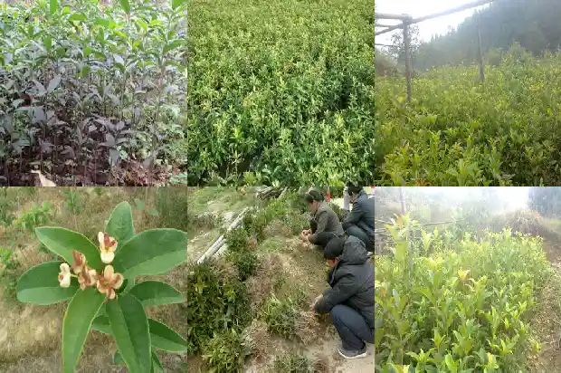 桂花树需要多厚的土1686012910961
