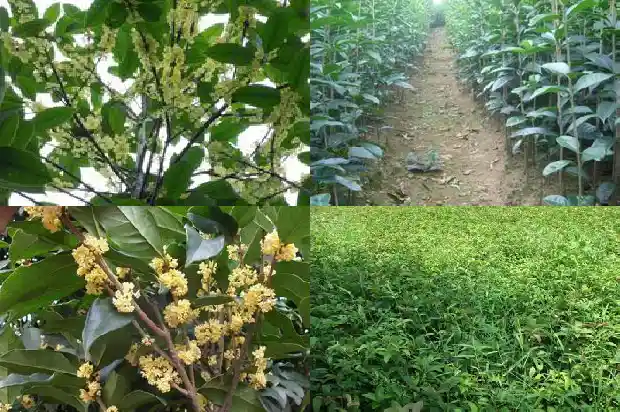 桂花树需要多厚的土1686012911008