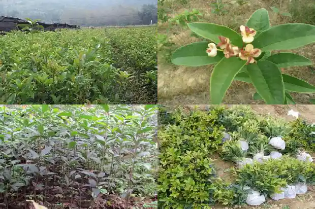 桂花树需要酸性土壤吗1686012918519