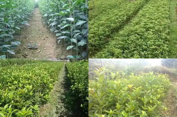 桂花树叶厚度多少厘米正常1686012930496