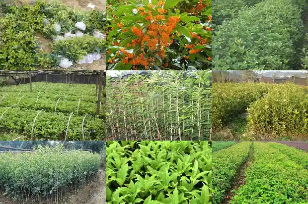 桂花树叶厚度多少厘米正常1686012930544