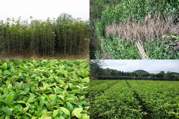 桂花树叶厚度多少毫米正常1686012938271