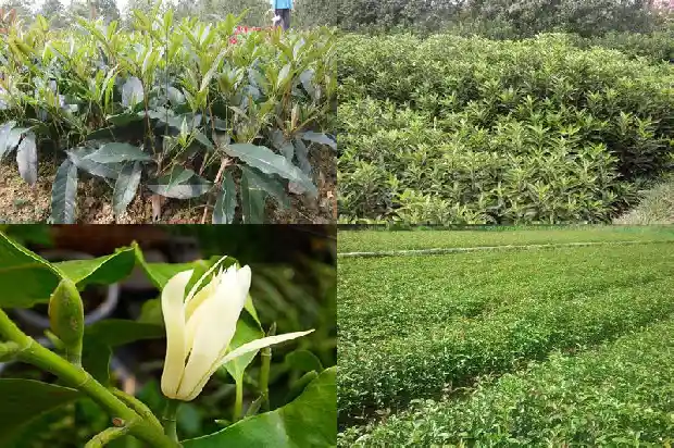 桂花树叶厚度多少毫米最好1686012945952