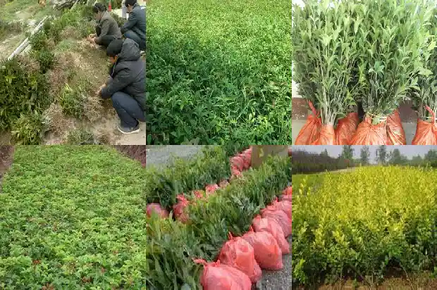 桂花树宽度通常在多少米之内1686012961371