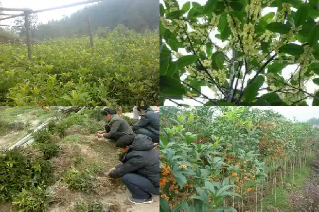 桂花树宽度通常在多少厘米之间1686012971309