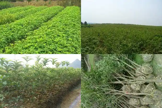 桂花树宽度通常在多少度生长1686012979115