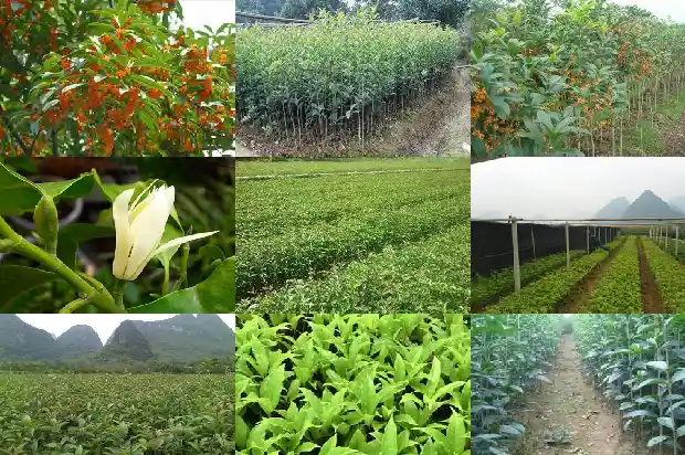 桂花树在什么地方最好1686012990793