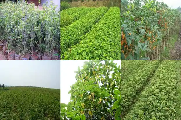 桂花树在什么地方种植1686012998292
