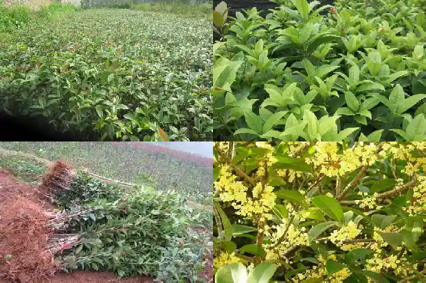桂花树的成长日记1688948813210