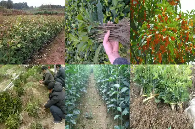 桂花树在什么地方种1686013008002