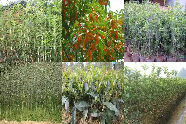 桂花树在什么地方种1686013008049
