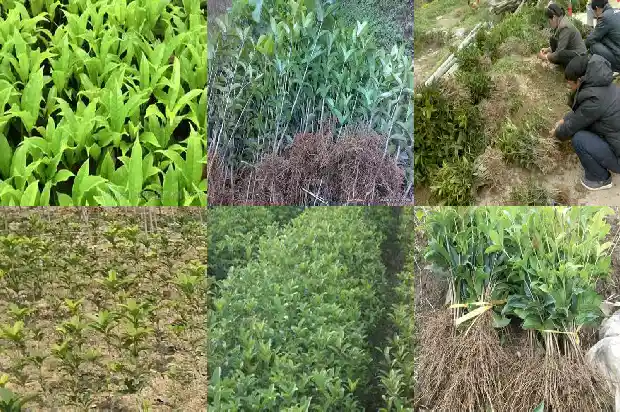 桂花树在什么地方种1686013008097