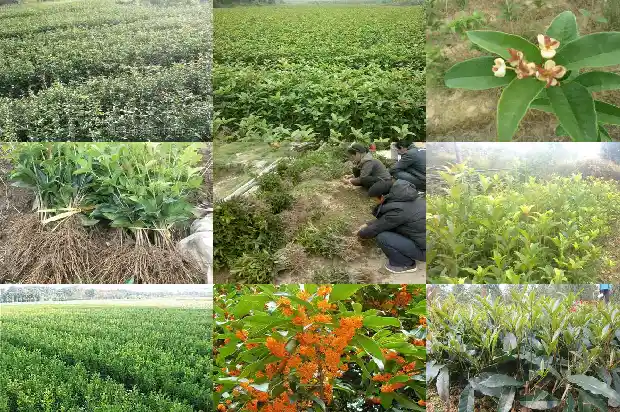 桂花树在我国主要分布地区1686013015465