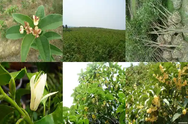 桂花树适合生长在什么地方1686013027748