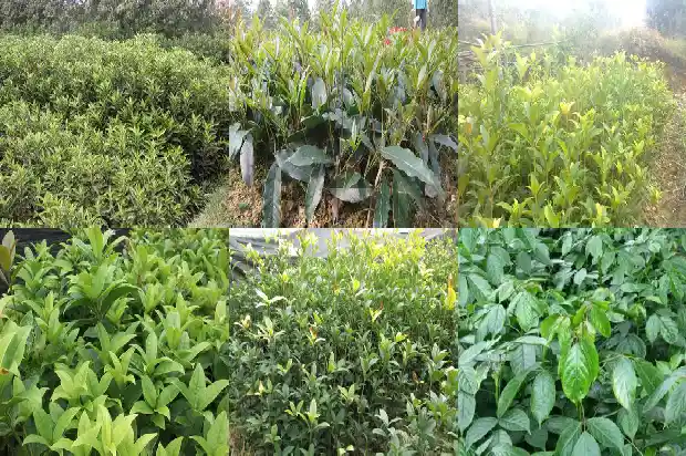 桂花树适合生长在什么地方1686013027796