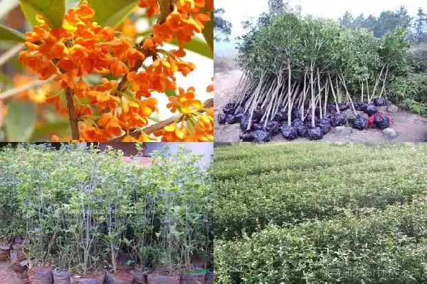 桂花树适合生长在什么地方1686013027843