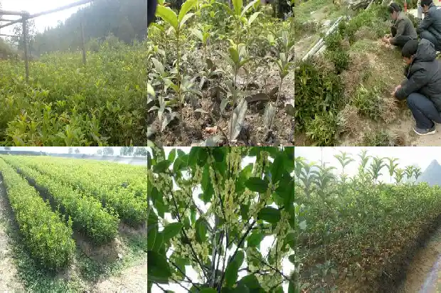 桂花树生长在哪个省份好1686013037649