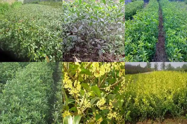 八月桂花树市场价格走势如何预测的1688346011464
