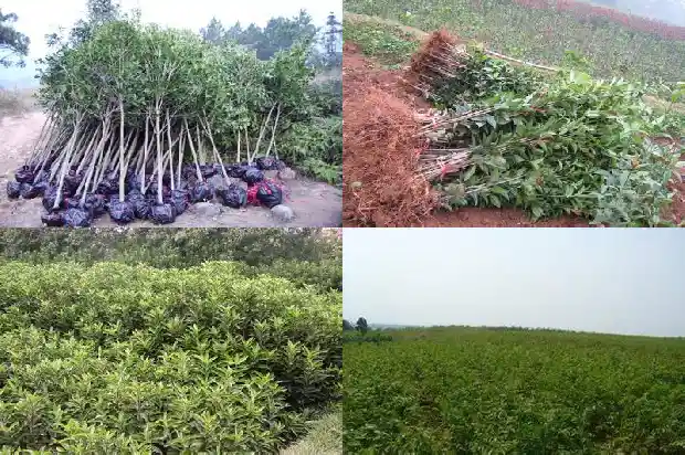 桂花树一般生长在什么地方最多1686013068675