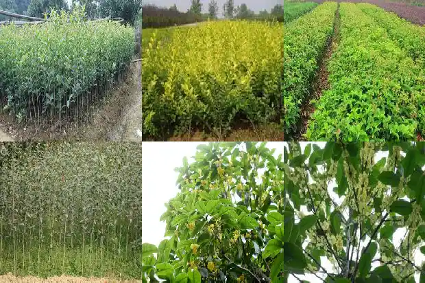 桂花树一般生长在什么地方最多1686013068722