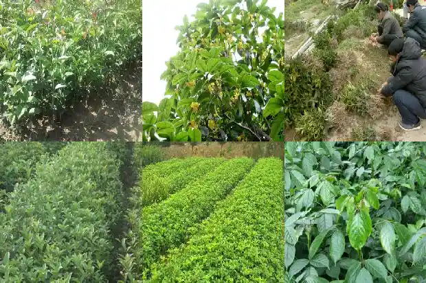 桂花树的形态特征和生活环境1686013080723