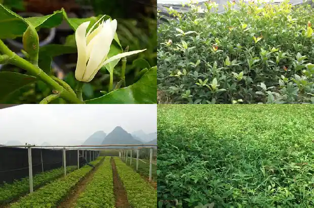 桂花树的形态特征和生活环境1686013080770
