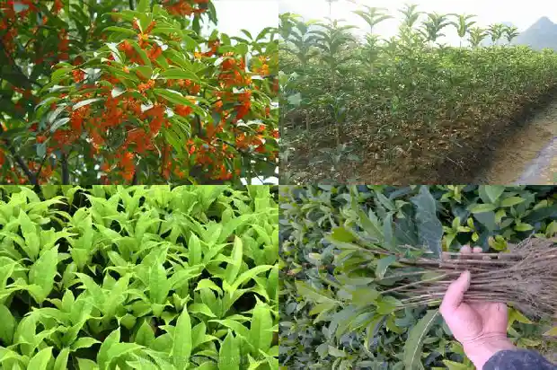 桂花树的形态特征和生活环境1686013080818