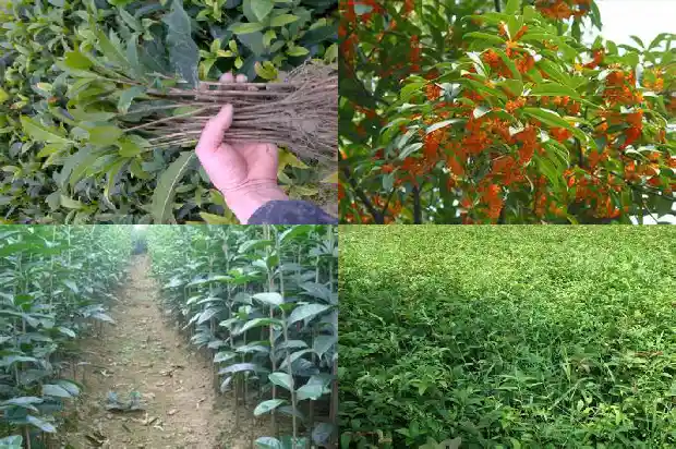 桂花树的形态特征和生活环境1686013080866