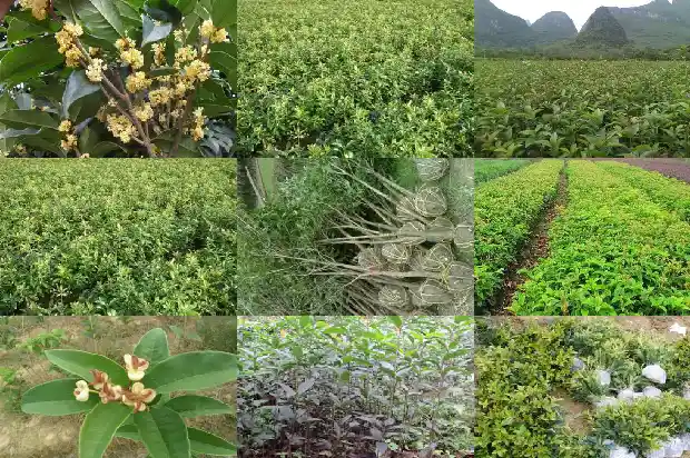 桂花树适应环境1686013090316