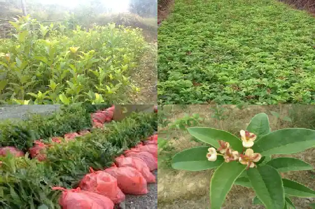 桂花树观察时间多长最好1686013097871