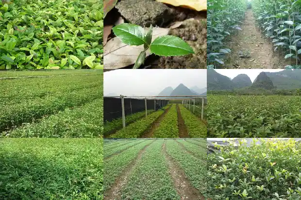 桂花树观察时间多长最好1686013097919