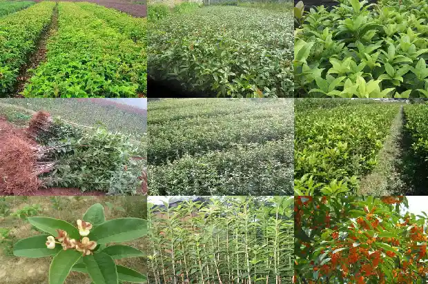 观察桂花树的生长1686096642111