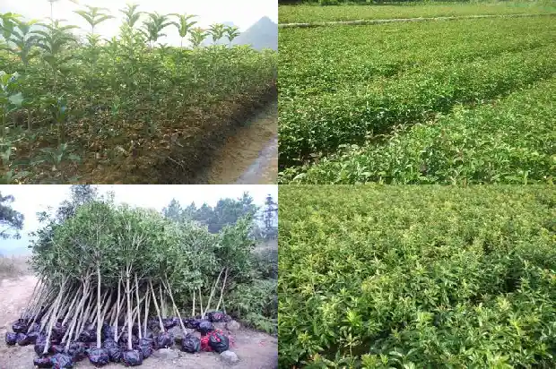 观察桂花树的生长1686096642159