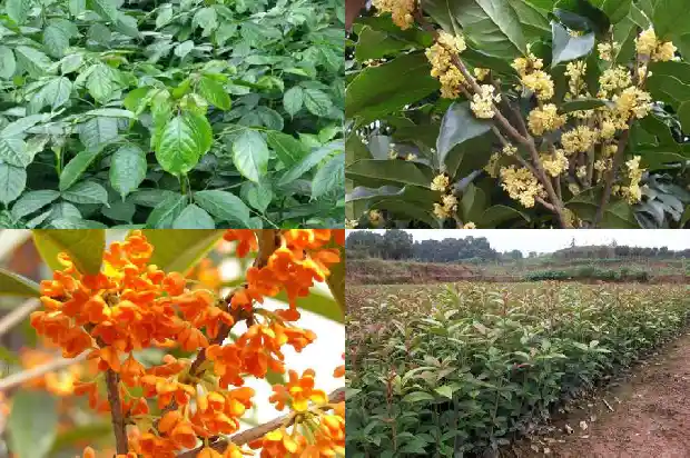 观察桂花树的生长1686096642207