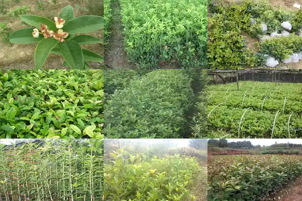 桂花树光照时间1686096676537