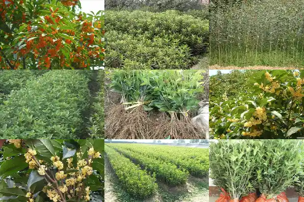 桂花树光照时间1686096676585
