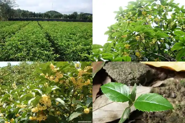 四季桂花价格查询最新消息1690072352010