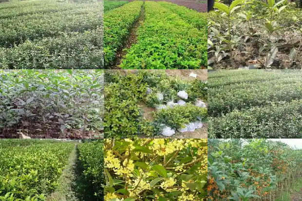 野桂花树什么时候开花结果1686096697088