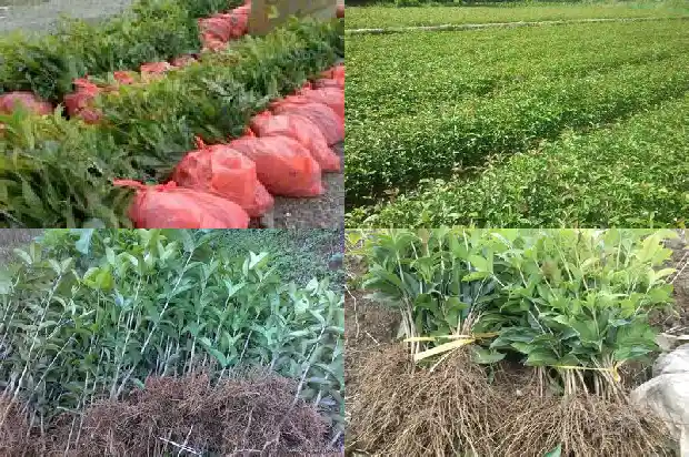 野桂花树什么时候开花结果1686096697135