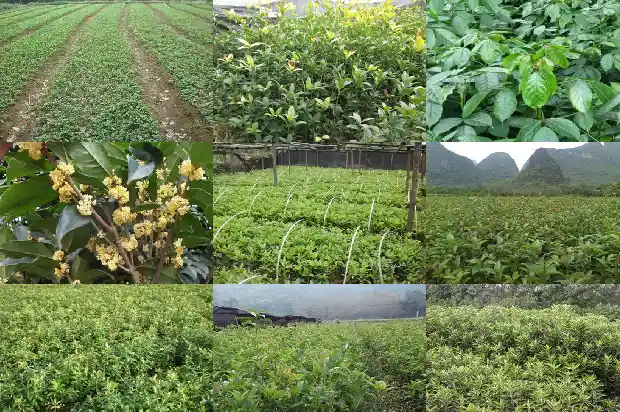 野桂花几月份开花1686096736910