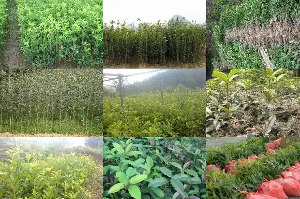 树上采摘的桂花可以干嘛1686096816364