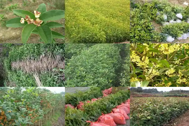 树上采摘的桂花可以干嘛1686096816412