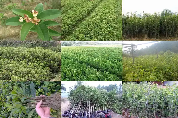树上采摘的桂花可以干嘛1686096816460