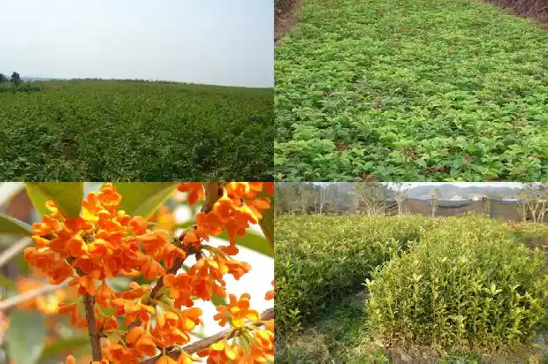 现在桂花树为什么不值钱了1689838025109